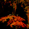 ライトアップされた紅葉