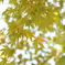 紅葉未満 １