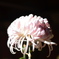 菊花展