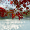 紅葉の朝