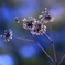 森の中の小さな花火