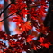 吉野山の紅葉