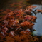 吉野神宮にて紅葉