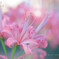 Diamond lily☆.。.:*・