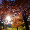紅葉のトンネル