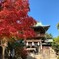 神社の色づき