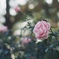 11月の薔薇