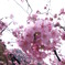 河津桜