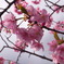 日本の桜