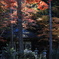 佛通寺紅葉２