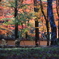 佛通寺紅葉５