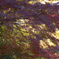 高幡不動〜紅葉狩り