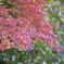 高幡不動〜紅葉狩り
