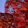 高幡不動〜紅葉狩り