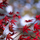 高幡不動〜紅葉狩り