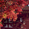 高幡不動〜紅葉狩り