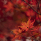 鎌倉の紅葉
