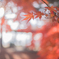 紅葉