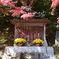 もみじ寺