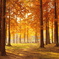 朝陽を浴びた秋のメタセコイア