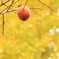 人が食べるか？鳥が食べるか？