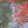 紅葉はこうよう～