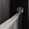 ドキュメント猫　＃７