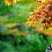 紅葉1