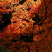 紅葉9