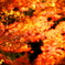 紅葉10