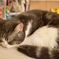 ねこカフェ1