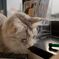ねこカフェ5