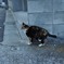 板橋区ののらねこ