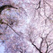 桜おじさん