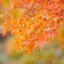 紅葉1