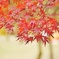 紅葉6
