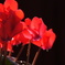 DSC03288