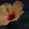 花　その207