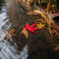 紅一点②