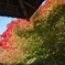お寺の紅葉２