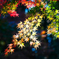 偕楽園の紅葉1