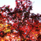 偕楽園の紅葉3