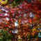 偕楽園の紅葉4