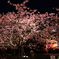 河津桜祭り (1)