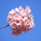 河津桜祭り (2)