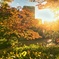 日差しと紅葉