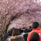 河津桜祭り (4)