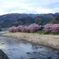 河津桜祭り (5)