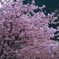 河津桜祭り (7)