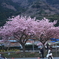 河津桜祭り (8)